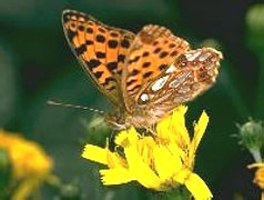 Butterfly.jpg (15388 bytes)