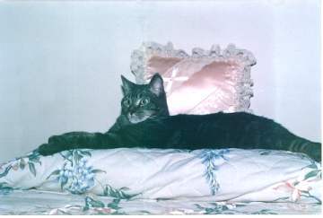 Newsasha.JPG (21077 bytes)
