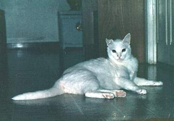 casper.jpg (10265 bytes)
