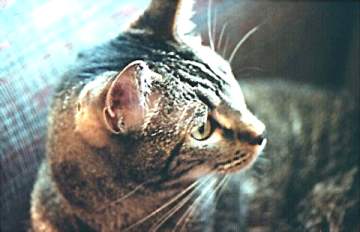 sasha.jpg (13230 bytes)